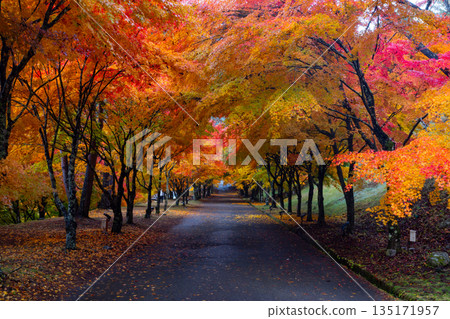 長野縣上名郡箕輪町東之輪－紅葉湖（箕輪水壩）兩岸綠樹成蔭的山坡，是著名的賞楓勝地，被稱為「楓樹隧道」。 135171957