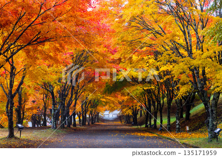 Higashiminowa, Minowa Town, Kamiina District, Nagano Prefecture - The tree-lined slope of Momiji Lake (Minowa Dam), a famous spot for viewing autumn leaves, known as the "Maple Tunnel." 135171959
