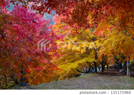 Higashiminowa, Minowa Town, Kamiina District, Nagano Prefecture - The tree-lined slope of Momiji Lake (Minowa Dam), a famous spot for viewing autumn leaves, known as the "Maple Tunnel." Higashiminowa, Minowa Town, Kamiina District, Nagano Prefecture - The tree-lined slope of Momiji Lake (Minowa Dam), a famous spot for viewing autumn leaves, known as the "Maple Tunnel." 135171960