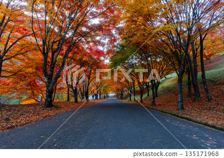 Higashiminowa, Minowa Town, Kamiina District, Nagano Prefecture - The tree-lined slope of Momiji Lake (Minowa Dam), a famous spot for viewing autumn leaves, known as the "Maple Tunnel." 135171968