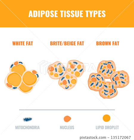 Adipose tissue types showing white, brown, and beige fat cells with mitochondria and nucleus detail. Fat structure diagram. Adipose tissue types showing white, brown, and beige fat cells with mitochondria and nucleus detail. Fat structure diagram. 135172067