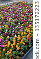 Colorful flower bed 135172223