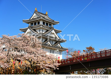 Cherry blossoms in full bloom and Sunomata Ichiya Castle, associated with Toyotomi Hideyoshi 2 135173086
