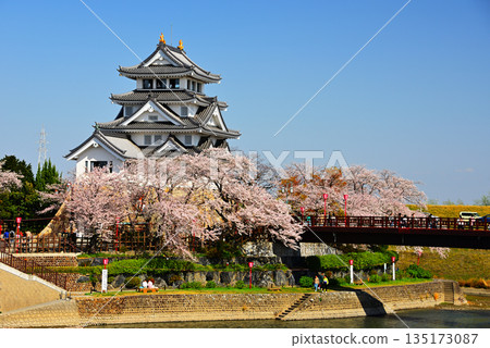 Cherry blossoms in full bloom and Sunomata Ichiya Castle, associated with Toyotomi Hideyoshi 3 135173087