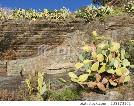 Opuntia ficus-indica cactus on rocky mountainside in Italy, Cinque Terre. Nature and plants on sunny day. Background for design. Opuntia ficus-indica cactus on rocky mountainside in Italy, Cinque Terre. Nature and plants on sunny day. Background for design. 135173161