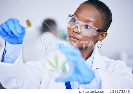 Black woman, lab and medical marijuana bud with dish, leaf and check growth, science and research. African female scientist, weed and inspection for pharmaceutical innovation, development or CBD oil 135173236