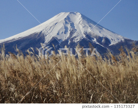 冬富士和枯萎的銀草 135173327