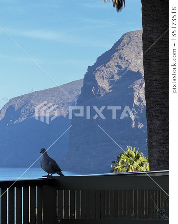 Serene Coastal View with Pigeon in Tenerife Serene Coastal View with Pigeon in Tenerife 135173518
