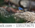 Red-flanked bluetail perching on a tree 135173675