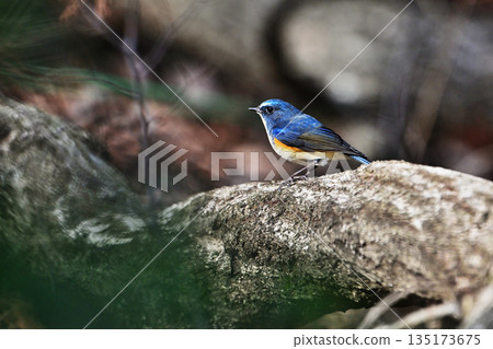 Red-flanked bluetail perching on a tree Red-flanked bluetail perching on a tree 135173675