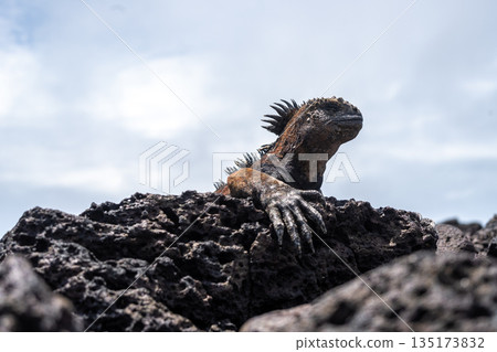 Marine iguana resting on rocks at Tortuga Bay beach, Galapagos, Ecuador 135173832