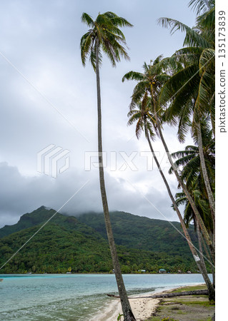Coral garden beach with turquoise waters and palm trees on Huahine, French Polynesia 135173839