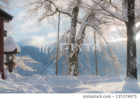 [Mount Dengyō] Snow-covered cherry blossoms bathed in the morning sun [Hakuba Village, Kitaazumi District] 135174073