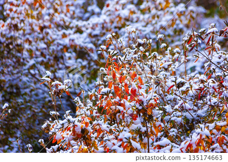 Snow on the autumn leaves of azalea 135174663