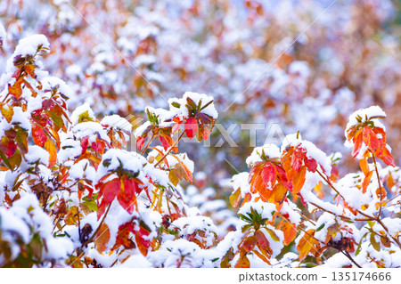 Snow on the autumn leaves of azalea 135174666
