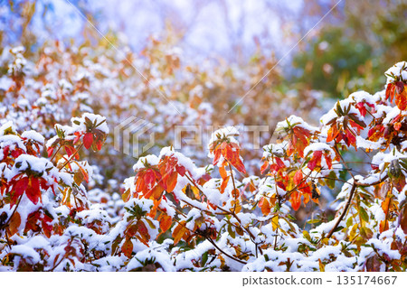 Snow on the autumn leaves of azalea 135174667