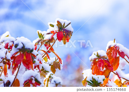 Snow on the autumn leaves of azalea 135174668