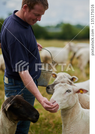 Agriculture, sheep and feed with man on farm field for help, sustainability and animal care. Labor, ecology and summer with male farmer in countryside meadow for livestock, lamb and pasture 135175016