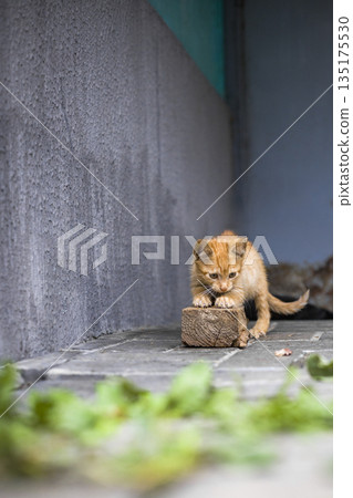 A young orange kitten interacts with a small stone on the ground in a narrow street. The setting shows green plants nearby and gray walls around 135175530