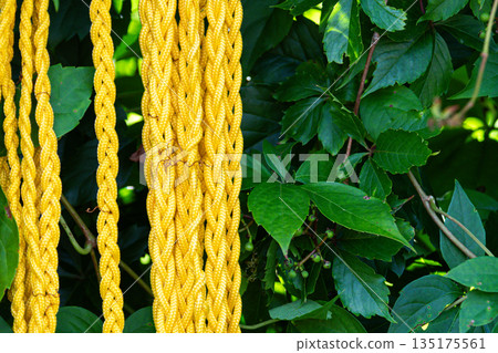 Yellow braided rope is draped against rich green foliage in a sunny garden setting. Yellow braided rope is draped against rich green foliage in a sunny garden setting. 135175561