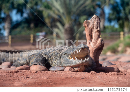 A crocodile basks on warm rocks while surrounded by palm trees in Morocco. 135175574