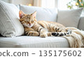 放鬆在沙發的貓 135175602