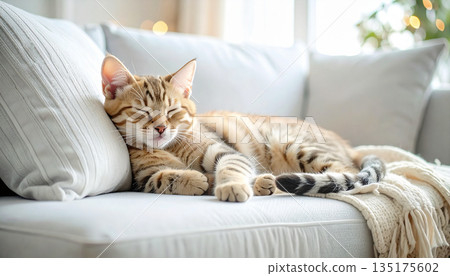 放鬆在沙發的貓 135175602