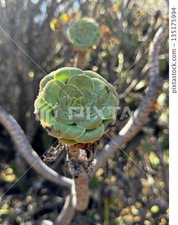 Macro view of green succulent plant growing in dry conditions on the island of Tenerife. 135175994