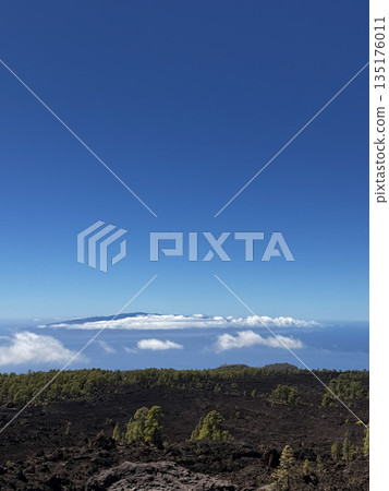Elevated view over pine forest and sea of clouds with distant peaks and horizon line in Tenerife. 135176011