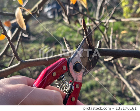 Hand pruning a tree branch with shears in autumn. Hand pruning a tree branch with shears in autumn. 135176161