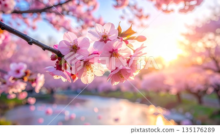 Beautiful pink cherry blossoms bloom on the budding cherry blossom branches in spring. 135176289
