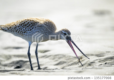 一隻斑尾塍鷸正在捕蟹 135177008
