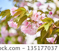 Cherry blossoms and honeybee in full bloom in spring 135177037