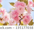 Cherry blossoms and honeybee in full bloom in spring 135177038