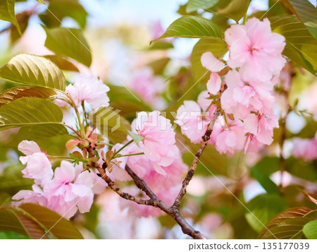 Cherry blossoms and honeybee in full bloom in spring 135177039
