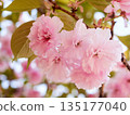 Cherry blossoms and honeybee in full bloom in spring 135177040