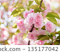 Cherry blossoms and honeybee in full bloom in spring 135177042