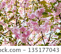Cherry blossoms and honeybee in full bloom in spring 135177043