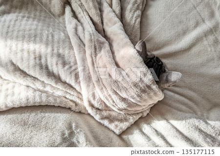 貓裹著毯子 135177115