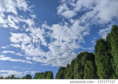 Blue sky, green trees and white clouds 135177117