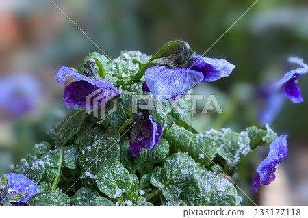 Viola in early winter Viola in early winter 135177118