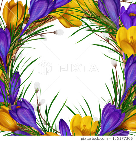 Easter square frame, banner, template with yellow and purple crocuses, willow vines, green branches 135177306