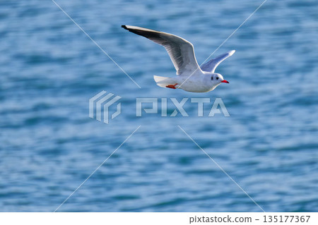黑頭鷗滑翔於瀨戶內海之上 黑頭鷗滑翔於瀨戶內海之上 135177367