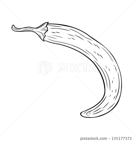 Monochrome botanical spicy hot chilli pepper. Graphic hand drawn ink black and white vector 135177372