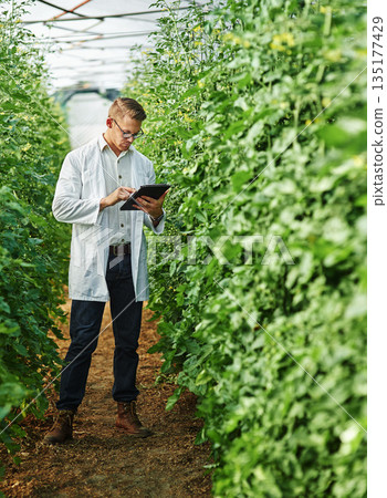 Scientist, farm and digital tablet for research with plants or ecology for agro and agriculture. Expert, science and growth for farming in a greenhouse for analysis of the environment with plant. Scientist, farm and digital tablet for research with plants or ecology for agro and agriculture. Expert, science and growth for farming in a greenhouse for analysis of the environment with plant. 135177429