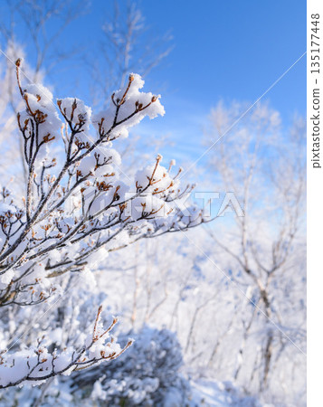 Mount Akagi in the depths of winter - Rim of frost (winter scenery) Mount Akagi in the depths of winter - Rim of frost (winter scenery) 135177448