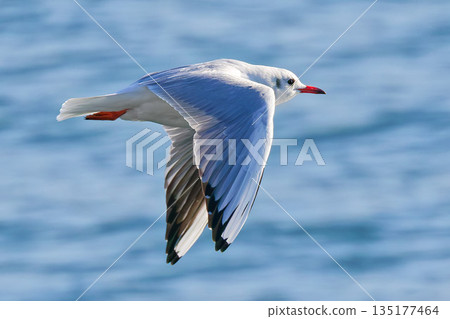 Ulysimome飛越大海 Ulysimome飛越大海 135177464