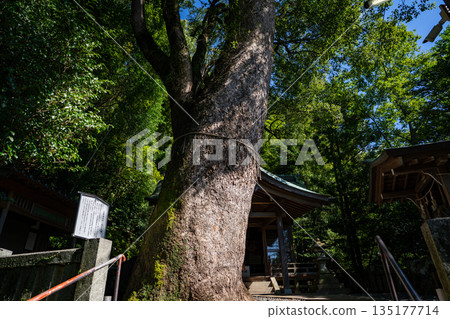 The large camphor tree at Tamatsukuri Inari Shrine (Nagasaki City) 135177714