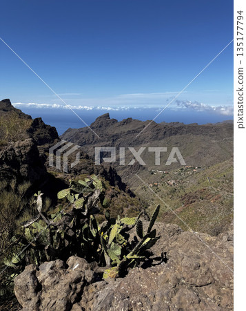 Rocky volcanic cliff covered in cacti with distant ocean and horizon visible under bright blue sky. Rocky volcanic cliff covered in cacti with distant ocean and horizon visible under bright blue sky. 135177794