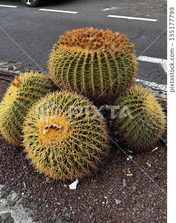 Close-up of spiky round barrel cacti growing in dry volcanic soil in Tenerife, Canary Islands. 135177799